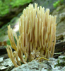 Ramaria stricta.